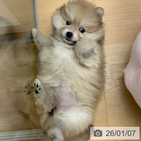 京都府のポメラニアン (ペットプラス 醍醐店/2025年11月2日生まれ/女の子/ウルフセーブル)の子犬の4枚目の画像