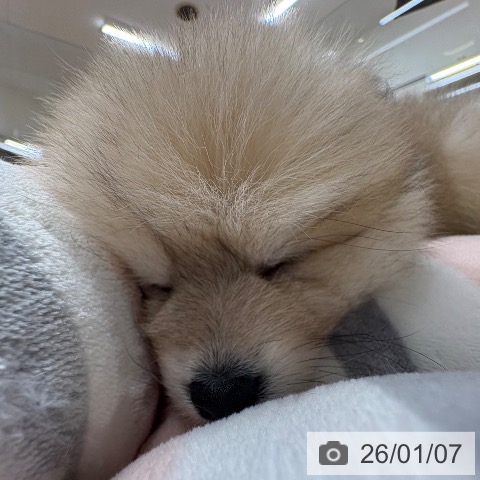 京都府のポメラニアン (ペットプラス 醍醐店/2025年11月2日生まれ/女の子/ウルフセーブル)の子犬の3枚目の画像