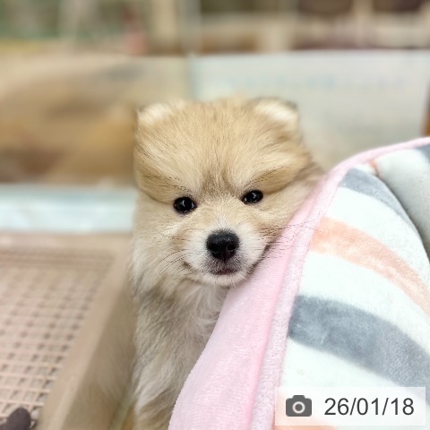 京都府のポメラニアン (ペットプラス 醍醐店/2025年11月2日生まれ/女の子/ウルフセーブル)の子犬の4枚目の画像