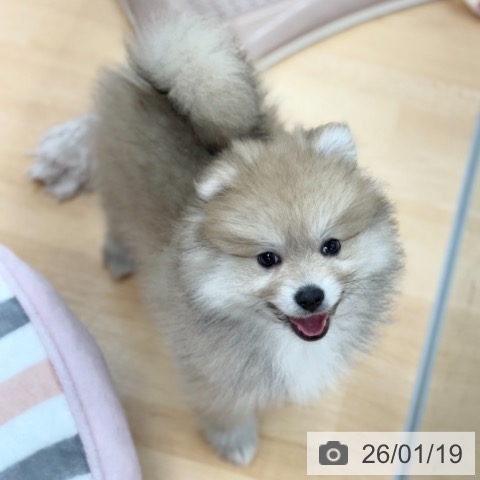 京都府のポメラニアン (ペットプラス 醍醐店/2025年11月2日生まれ/女の子/ウルフセーブル)の子犬の3枚目の画像