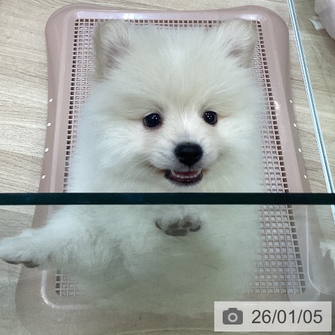 大阪府のポメラニアン (ペットプラス 堺北花田店/2025年10月31日生まれ/男の子/クリーム)の子犬の4枚目の画像