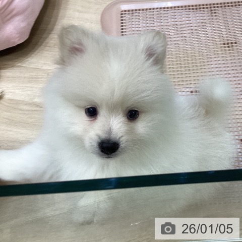 大阪府のポメラニアン (ペットプラス 堺北花田店/2025年10月31日生まれ/男の子/クリーム)の子犬の3枚目の画像