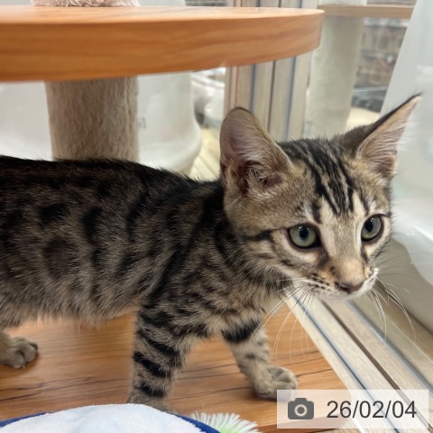 ベンガルの写真