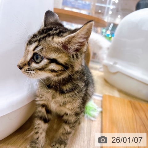 大阪府のベンガル (ペットプラス イオン大日店/2025年10月23日生まれ/男の子/ブラウンスポットタビー)の子猫の4枚目の画像
