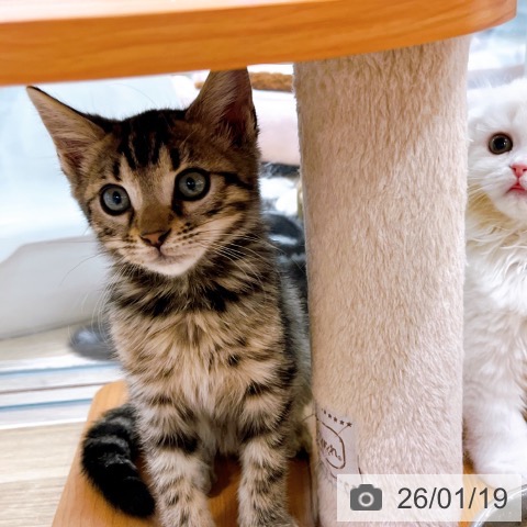 ベンガルの写真