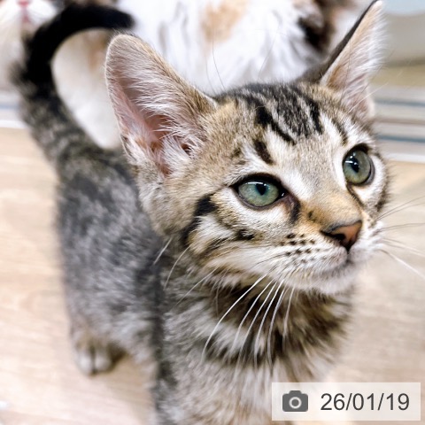 大阪府のベンガル (ペットプラス イオン大日店/2025年10月23日生まれ/男の子/ブラウンスポットタビー)の子猫の4枚目の画像