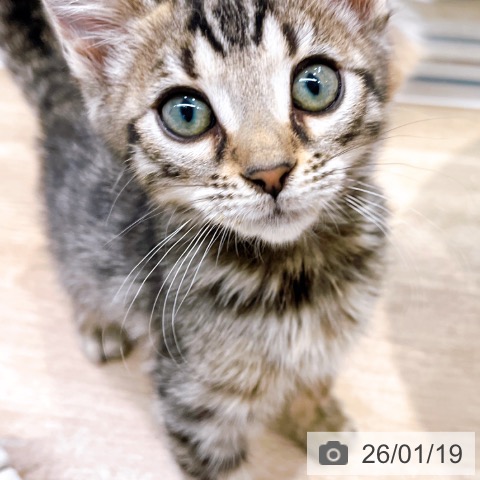 大阪府のベンガル (ペットプラス イオン大日店/2025年10月23日生まれ/男の子/ブラウンスポットタビー)の子猫の3枚目の画像