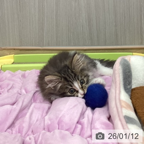 新潟県のノルウェージャンフォレストキャット (ペットプラス 新潟南店/2025年10月12日生まれ/女の子/ブラウンタビーホワイト)の子猫の4枚目の画像