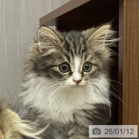 新潟県のノルウェージャンフォレストキャット (ペットプラス 新潟南店/2025年10月12日生まれ/女の子/ブラウンタビーホワイト)の子猫の3枚目の画像