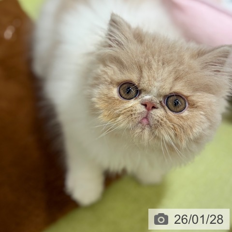 エキゾチックの写真