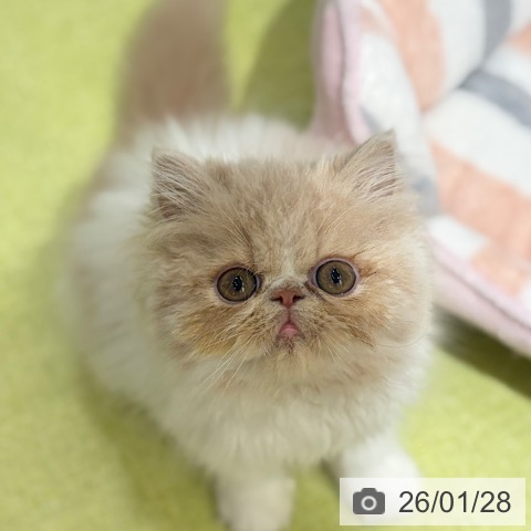 エキゾチックの写真