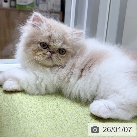 京都府のエキゾチック (ペットプラス 京都桂川店/2025年11月7日生まれ/男の子/クリームタビーホワイト)の子猫の4枚目の画像