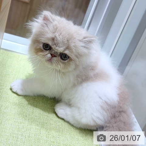 京都府のエキゾチック (ペットプラス 京都桂川店/2025年11月7日生まれ/男の子/クリームタビーホワイト)の子猫の3枚目の画像