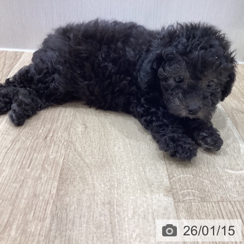 トイ・プードルの写真