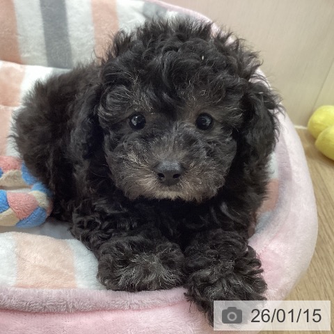 トイ・プードルの写真