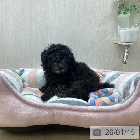 新潟県のトイプードル(トイ) (ペットプラス 新潟南店/2025年11月4日生まれ/男の子/シルバー)の子犬の4枚目の画像