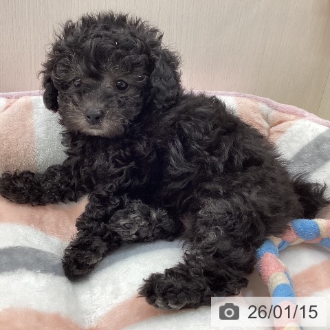 新潟県のトイプードル(トイ) (ペットプラス 新潟南店/2025年11月4日生まれ/男の子/シルバー)の子犬の3枚目の画像