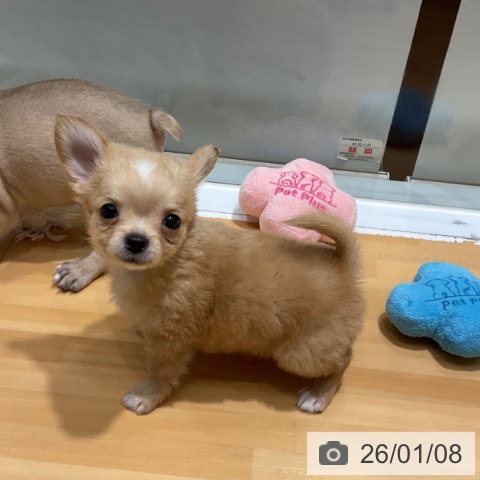 奈良県のチワワ(ロング) (ペットプラス 大和郡山店/2025年11月7日生まれ/男の子/レッドホワイト)の子犬の4枚目の画像