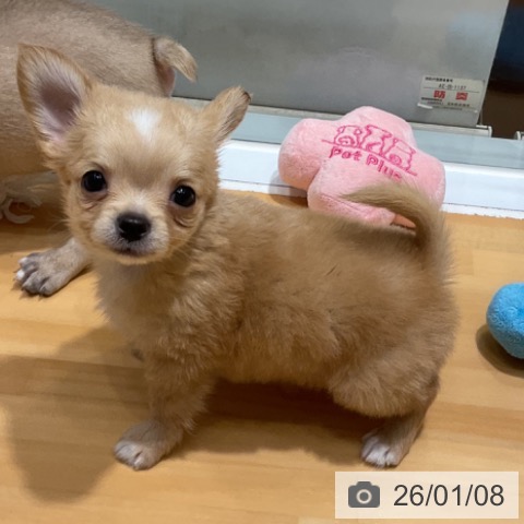 奈良県のチワワ(ロング) (ペットプラス 大和郡山店/2025年11月7日生まれ/男の子/レッドホワイト)の子犬の3枚目の画像