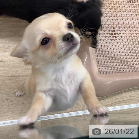 大阪府のチワワ(ロング) (ペットプラス りんくう泉南店/2025年11月7日生まれ/男の子/クリームホワイト)の子犬の4枚目の画像