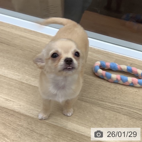 大阪府のチワワ(ロング) (ペットプラス りんくう泉南店/2025年11月7日生まれ/男の子/クリームホワイト)の子犬の4枚目の画像