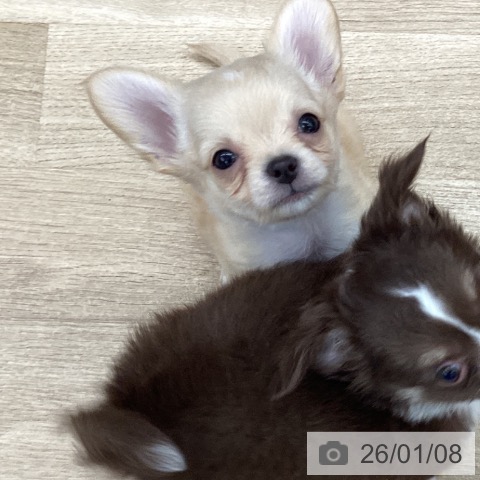 大阪府のチワワ(ロング) (ペットプラス りんくう泉南店/2025年11月7日生まれ/男の子/クリームホワイト)の子犬の3枚目の画像