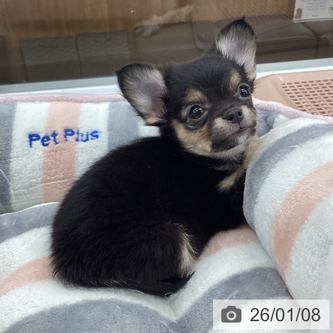 大阪府のチワワ(ロング) (ペットプラス りんくう泉南店/2025年11月7日生まれ/女の子/ブラックタンホワイト)の子犬の3枚目の画像