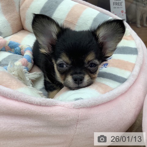 大阪府のチワワ(ロング) (ペットプラス りんくう泉南店/2025年11月7日生まれ/女の子/ブラックタンホワイト)の子犬の4枚目の画像