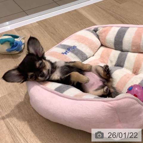 大阪府のチワワ(ロング) (ペットプラス りんくう泉南店/2025年11月7日生まれ/女の子/ブラックタンホワイト)の子犬の3枚目の画像