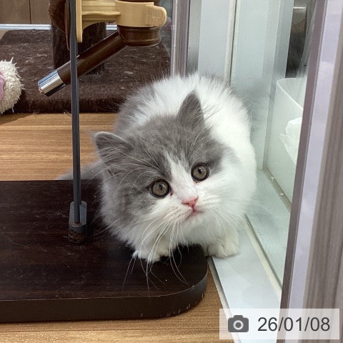 大阪府のブリティッシュロングヘアー (ペットプラス りんくう泉南店/2025年10月22日生まれ/男の子/ブルーホワイト)の子猫の3枚目の画像