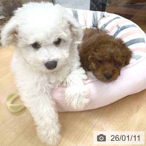 トイ・プードルの写真