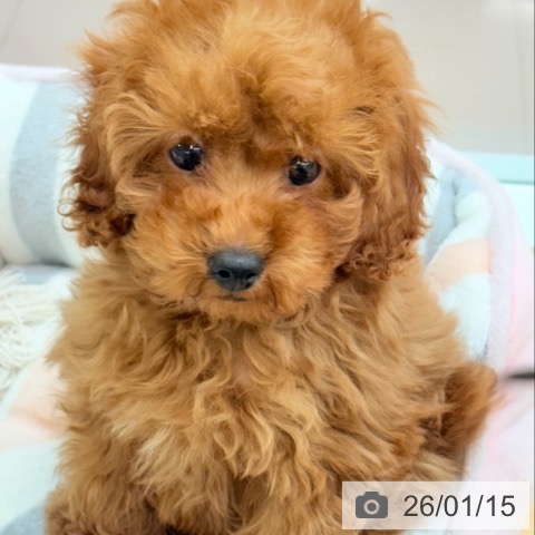 トイ・プードルの写真