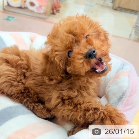 トイ・プードルの写真