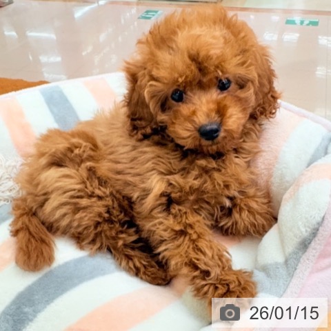 トイ・プードルの写真