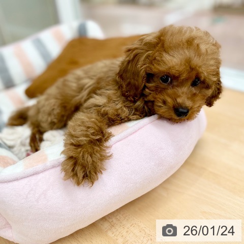 トイ・プードルの写真