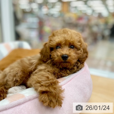 トイ・プードルの写真