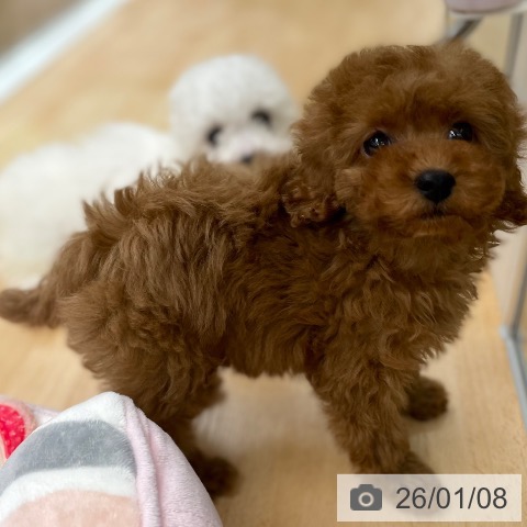 京都府のトイプードル(トイ) (ペットプラス 醍醐店/2025年11月6日生まれ/女の子/レッドフォーン)の子犬の4枚目の画像