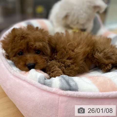 京都府のトイプードル(トイ) (ペットプラス 醍醐店/2025年11月6日生まれ/女の子/レッドフォーン)の子犬の3枚目の画像