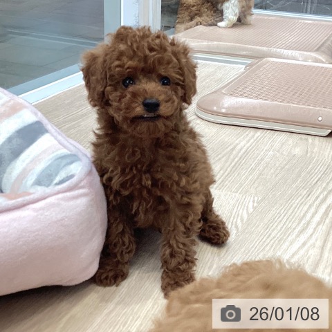 大阪府のトイプードル(トイ) (ペットプラス ららぽーと和泉店/2025年11月6日生まれ/男の子/レッドフォーン)の子犬の4枚目の画像