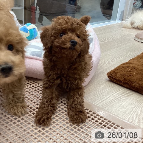 大阪府のトイプードル(トイ) (ペットプラス ららぽーと和泉店/2025年11月6日生まれ/男の子/レッドフォーン)の子犬の3枚目の画像