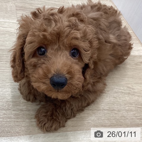 新潟県のトイプードル(トイ) (ペットプラス 新潟南店/2025年11月6日生まれ/男の子/レッドフォーン)の子犬の4枚目の画像