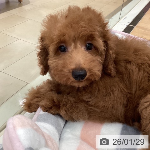 トイ・プードルの写真