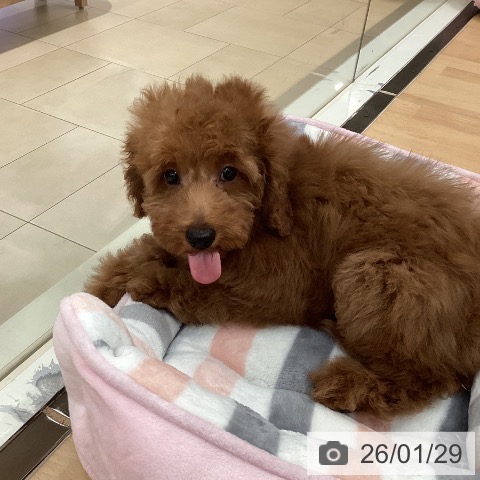 トイ・プードルの写真