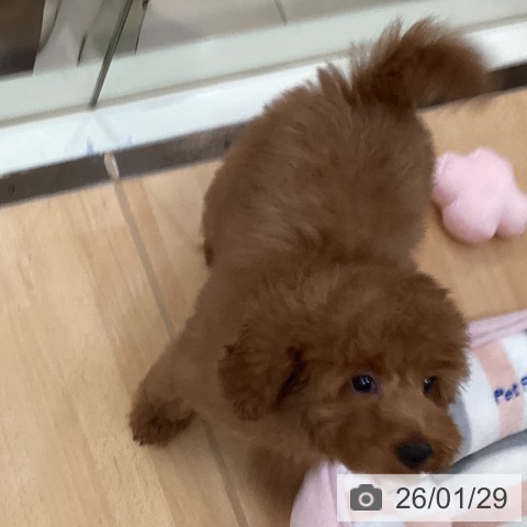 トイ・プードルの写真