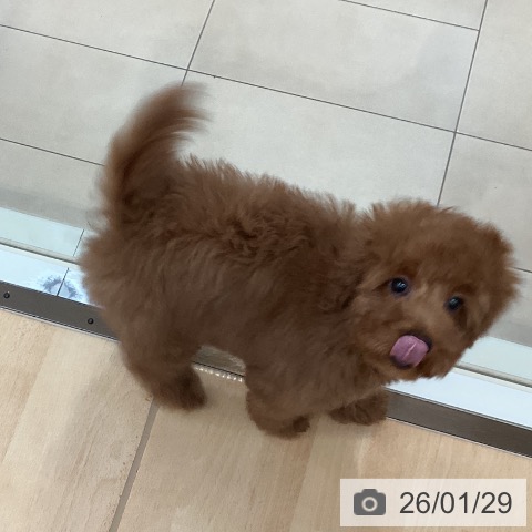 トイ・プードルの写真