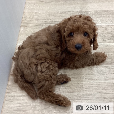 新潟県のトイプードル(トイ) (ペットプラス 新潟南店/2025年11月6日生まれ/男の子/レッドフォーン)の子犬の3枚目の画像