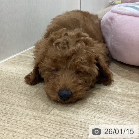 新潟県のトイプードル(トイ) (ペットプラス 新潟南店/2025年11月6日生まれ/男の子/レッドフォーン)の子犬の4枚目の画像