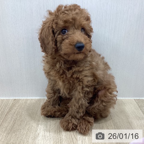 新潟県のトイプードル(トイ) (ペットプラス 新潟南店/2025年11月6日生まれ/男の子/レッドフォーン)の子犬の3枚目の画像