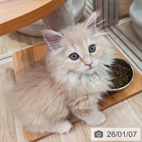 大阪府のサイベリアン (ペットプラス イオン大日店/2025年10月23日生まれ/男の子/クリームタビー)の子猫の4枚目の画像