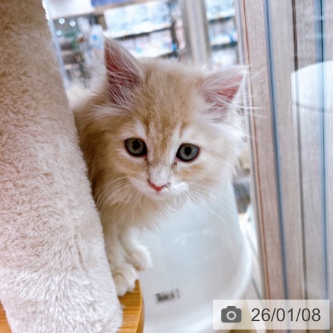 大阪府のサイベリアン (ペットプラス イオン大日店/2025年10月23日生まれ/男の子/クリームタビー)の子猫の3枚目の画像